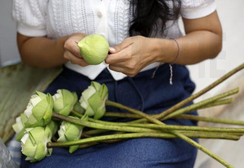 epa13141333 A Thai devotee prepares lotus flowers to offer to Buddhist monks during the floral alms offering ceremony marking the start of Buddhist Lent or 'Khao Phansa' at Wat Phra Chetuphon Wimonmangkalaram Ratchaworamahawihan or Wat Pho in Bangkok, Thailand, 30 July 2026. The traditional floral alms offering is held to mark the start of Buddhist Lent,...