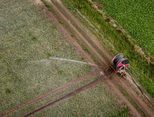 epa13155305 A field of onions is being irrigated in Dodewaard, Netherlands, 07 August 2026. Due to the heat and the prolonged lack of rainfall, arable farmers fear damage to the crops.  EPA/SEM VAN DER WAL