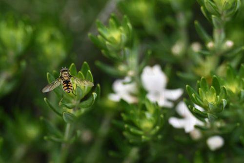epa13243045 A honey bee is seen sitting on a flower in Melbourne, Australia, 16 September 2026.  EPA/JAMES ROSS AUSTRALIA AND NEW ZEALAND OUT