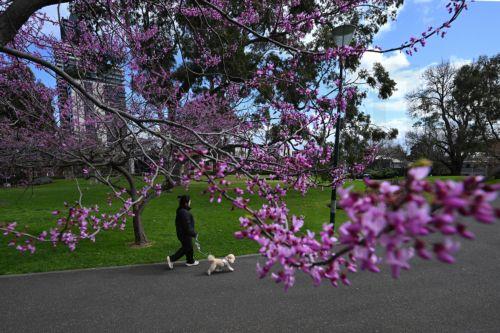 epa13243049 A person walks a dog by Cherry blossom trees in Melbourne, Australia, 16 September 2026.  EPA/JAMES ROSS AUSTRALIA AND NEW ZEALAND OUT