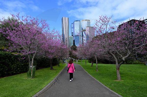 epa13243052 A person wearing a pink coat walks by cherry blossom trees in Melbourne, Australia, 16 September 2026.  EPA/JAMES ROSS AUSTRALIA AND NEW ZEALAND OUT