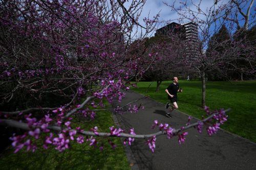 epa13243054 A person runs by cherry blossom trees in Melbourne, Australia, 16 September 2026.  EPA/JAMES ROSS AUSTRALIA AND NEW ZEALAND OUT