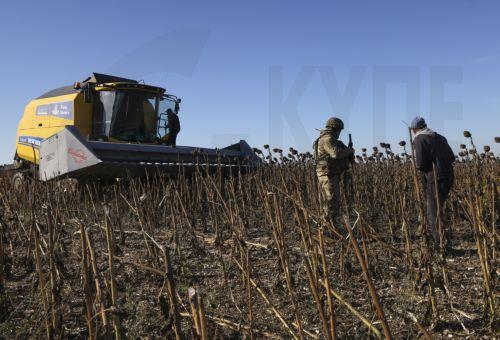 epa13277316 Ukrainian servicemen guard farmers from Russian drones as they harvest sunflowers near a frontline in the Zaporizhzhia region, Ukraine, 02 October 2026, amid the ongoing Russian invasion. The territory close to the frontline is extremely dangerous due to Russian FPV drones.  EPA/OLEG MOVCHANIUK