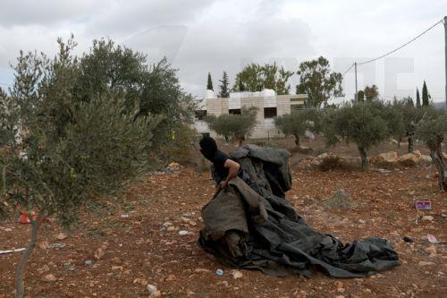 epa13309139 Palestinian families harvest their olive trees following a settlers' attack in Abu Falah, West Bank, 16 October 2026. According to Wafa, several Palestinians and a foreign journalist were injured in Israeli settler attacks on residents and olive pickers up to 3 locations in the central West Bank.  EPA/ATEF SAFADI