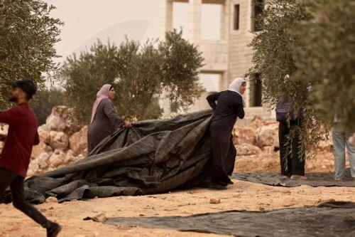 epa13309143 Palestinian families harvest their olive trees following a settlers' attack in Abu Falah, West Bank, 16 October 2026. According to Wafa, several Palestinians and a foreign journalist were injured in Israeli settler attacks on residents and olive pickers up to 3 locations in the central West Bank.  EPA/ATEF SAFADI