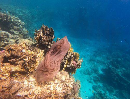 epa13339068 A plastic bag floats beside a coral reef in the Red Sea off Marsa Alam, Egypt, 29 October 2026. Egypt generates nearly 2.9 million metric tons of plastic waste annually, according to figures published in June 2026 by Nile University researchers involved in a study for the United Nations Industrial Development Organization (UNIDO), while the...