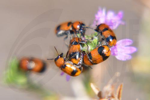 Συγκέντρωση εντόμων πάνω σε ανθό λουλουδιού στην φύση του Ναυπλίου, Παρασκευή 26 Αυγούστου 2022. ΑΠΕ-ΜΠΕ /ΑΠΕ-ΜΠΕ/ΜΠΟΥΓΙΩΤΗΣ ΕΥΑΓΓΕΛΟΣ