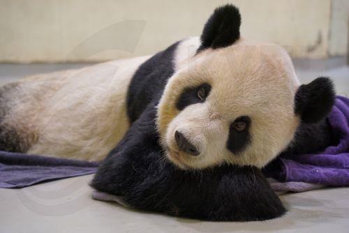 epa10313882 A handout photo made available by Taipei zoo shows giant panda Tuan Tuan after suffering a seizure inside the Taipei zoo, Taipei, Taiwan, 19 November 2022. At 1:48pm of 19 November, Tuan Tuan's heart stopped beating after suffering several seizures in the morning. The giant panda was gifted to Taiwan by China in 2008 as a symbol of warm...