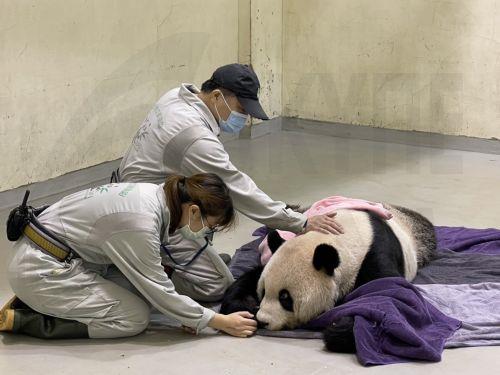 epa10313883 A handout photo made available by Taipei zoo shows Taipei zoo medical team attending giant panda Tuan Tuan after suffering a seizure inside the Taipei zoo, Taipei, Taiwan, 19 November 2022. At 1:48pm of 19 November, Tuan Tuan's heart stopped beating after suffering several seizures in the morning. The giant panda was gifted to Taiwan by China in...