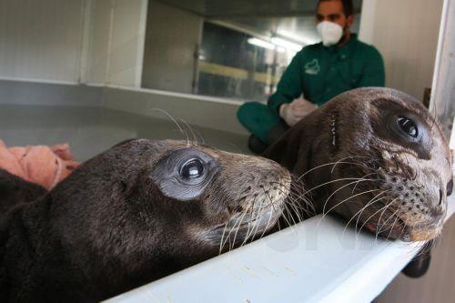 epa10314082 Minos and Hermes, two young male seals, are being treated by qualified staff in the facilities of the Hellenic Society for the Study and Protection of the Monk Seal (Mom), in Spata, some 30km west of Athens, Greece, 15 November 2022 (issued 19 November 2022).  Hermes and Minos, two young seals found separated from their mothers, were taken to...