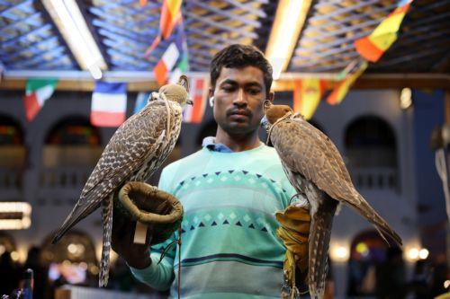epa10348406 A Qatari falconer hold falcons at the Falcon market in Souq Waqif, an old marketplace in Doha, Qatar, 04 December 2022. The falcon is the national bird of Qatar and part of the culture of the Qatari people. The Falcon market in Souq Waqif offers special accessories and falcons sales and play as  one of the major tourists attractions of the...