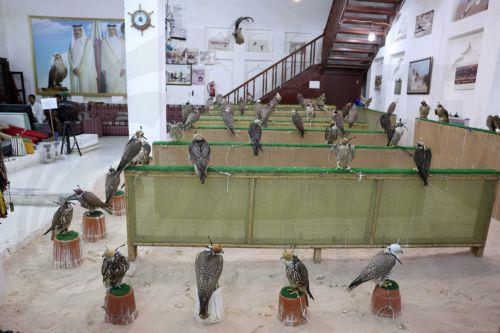 epa10348418 Falcons for sale in a Qatari falconry shop at the Falcon market in Souq Waqif, an old marketplace in Doha, Qatar, 04 December 2022. The falcon is the national bird of Qatar and part of the culture of the Qatari people. The Falcon market in Souq Waqif offers special accessories and falcons sales and play as  one of the major tourists attractions...