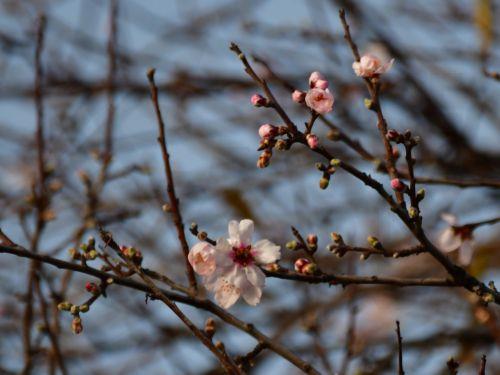 Άνθισαν πρόωρα οι αμυγδαλιές στο Ναύπλιο, Πέμπτη 19 Ιανουαρίου 2023. Η Αμυγδαλιά είναι το πρώτο δέντρο που ανθίζει το νέο έτος. Συνήθως ανθίζει τον Φεβρουάριο. ΑΠΕ-ΜΠΕ /ΑΠΕ-ΜΠΕ/ΜΠΟΥΓΙΩΤΗΣ ΕΥΑΓΓΕΛΟΣ