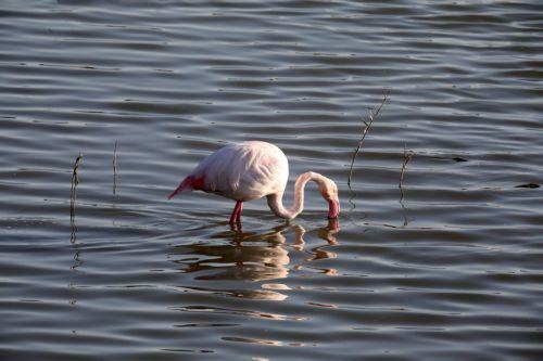 Φλαμίνγκο στη λίμνη Βορόκληνης, Τρίτη 24 Ιανουαρίου 2017. ΚΥΠΕ/ΚΑΤΙΑ ΧΡΙΣΤΟΔΟΥΛΟΥ