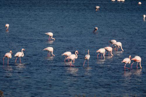 Φλαμίνγκος στη Αλυκή Λάρνακας,Τρίτη 24 Ιανουαρίου 2017. ΚΥΠΕ/ΚΑΤΙΑ ΧΡΙΣΤΟΔΟΥΛΟΥ