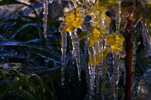 Παγετός σημειώθηκε στην Αργολίδα τις πρωινές ώρες με τον υδράργυρο να  φτάνει τους -3 βαθμούς Κελσίου στο μετεωρολογικό σταθμό της Πυργέλας στο Άργος, Πέμπτη 2 Φεβρουαρίου 2023.  Κατά τόπους μέσα στον Αργολικό κάμπο καταγράφηκαν από τους αγρότες ακόμα πιο χαμηλές θερμοκρασίες που άγγιξαν τους -4 ή και ακόμα τους -5 βαθμούς Κελσίου. ΑΠΕ-ΜΠΕ...