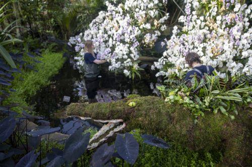 epa10444054 Horticulturists pose with an orchid floral display during a photocall for Kew Gardensâ€™ annual Orchid Festival at the Princess of Wales Conservatory in London, Britain, 02 February 2023. The festival displays Cameroonâ€™s biodiversity and features thousands of colourful orchids and it will run from 04 February to 05 March 2023.  EPA/TOLGA AKMEN