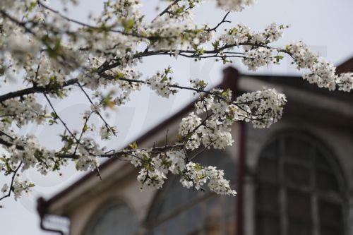 epa10535274 A blooming tree in Spring weather in downtown area of Tbilisi, Georgia, 21 March 2023. Temperatures reportedly reached up to 18 degrees Celsius in the Georgian capital.  EPA/ZURAB KURTSIKIDZE