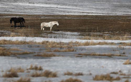epa10538154 Horses graze on a meadow covered with melting snow during a sunny spring day in Podolsk, outside Moscow, Russia, 23 March 2023. Temperatures in the greater Moscow region reached up to plus seven degrees Celsius with sunshine.  EPA/MAXIM SHIPENKOV