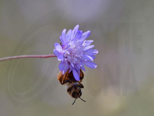 Έντομο στέκεται σε λουλούδι στη φύση του Ναυπλίου, Δευτέρα 29 Μαΐου 2023. ΑΠΕ-ΜΠΕ /ΑΠΕ-ΜΠΕ/ΜΠΟΥΓΙΩΤΗΣ ΕΥΑΓΓΕΛΟΣ