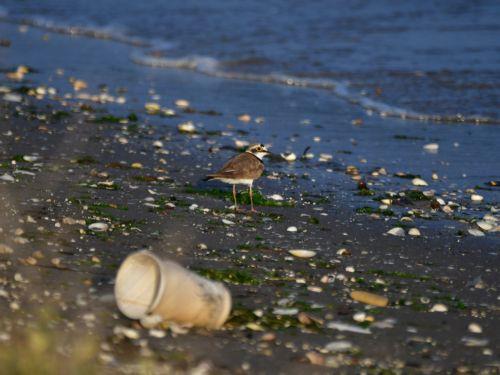 ¨Ενας  ποταμοσφυρίχτης ψάχνει για τροφή στην παραλία του Ναυπλίου, Δευτέρα 5 Ιουνίου 2023. Η Παγκόσμια Ημέρα Περιβάλλοντος γιορτάζεται κάθε χρόνο στις 5 Ιουνίου και αποτελεί την κύρια εκδήλωση του ΟΗΕ για την ενημέρωση του παγκόσμιου κοινού σχετικά με περιβαλλοντικά προβλήματα που αντιμετωπίζει η ανθρωπότητα.  ΑΠΕ-ΜΠΕ /ΑΠΕ-ΜΠΕ/ΜΠΟΥΓΙΩΤΗΣ ΕΥΑΓΓΕΛΟΣ
