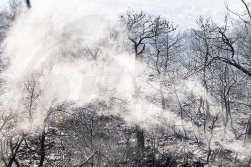 Καμένα δέντρα από την πυρκαγιά στην Πάρνηθα, την Πέμπτη 24 Αυγούστου 2023. «Κάποιοι αλητήριοι εμπρηστές βάζουν φωτιές θέτοντας σε κίνδυνο τα δάση , τις περιουσίες και πρωτίστως τις ανθρώπινες ζωές. Στους πρόποδες της Πάρνηθας στην περιοχή Αυλώνα από τις 8 το πρωί έγιναν 9 απόπειρες εμπρησμού, 8.13 περιοχή Αυλώνας πρώτη προσπάθεια, 8.57 περιοχή Σύκαμινο...