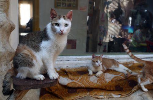 epa10820152 Stray cats play at the shelter run by veterinarian Raoudha Mansour, in her house, transformed into an animal shelter, in Nabeul south of Tunis, Tunisia, 25 August 2023. Mansour is raising 150 cats and 30 dogs in her shelter which she created in 2019 with the support of animal protection associations that donate food and medicine. The cat and dog...