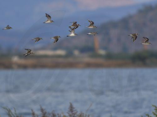 Πτηνά πετούν στον υγρότοπο Ναυπλίου, Σάββατο 26 Αυγούστου 2023.  ΑΠΕ-ΜΠΕ /ΑΠΕ-ΜΠΕ/ΜΠΟΥΓΙΩΤΗΣ ΕΥΑΓΓΕΛΟΣ