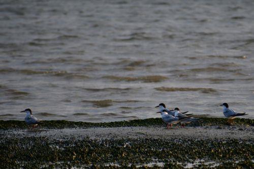 Πτηνά  σε παραλία του Ναυπλίου, Δευτέρα 28 Αυγούστου 2023.  ΑΠΕ-ΜΠΕ /ΑΠΕ-ΜΠΕ/ΜΠΟΥΓΙΩΤΗΣ ΕΥΑΓΓΕΛΟΣ