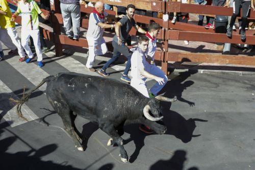 epa10830686 Bull-runners take part in the fifth bull run at San Sebastian de los Reyes in Madrid, Spain, 31 August 2023. The festival at San Sebastian de los Reyes are known as 'Pamplona Chica' (little Pamplona) and are held every year in August.  EPA/DAVID FERNANDEZ