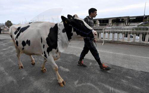 epa11132086 A farmer holds a cow named 'Ercolina 2' by the bridle during a farmers' protest on the sidelines of the 74th Sanremo Italian Song Festival, Sanremo, Italy, 06 February 2024. Italian farmers protest against what they say are harmful European agricultural policies, echoing demonstrations in other parts of Europe, including Germany, Belgium and...