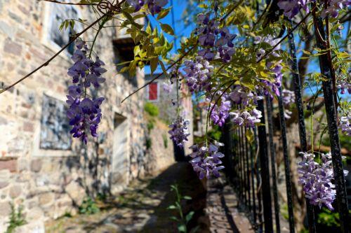 Φωτογραφία που δόθηκε στη δημοσιότητα το Σάββατο 20 Απριλίου 2024 και εικονίζει ανθισμένα σαλκίμια στα δρομάκια του Μολύβου. Τα «μωβ ποτάμια» του Μολύβου στη βόρεια Λέσβο, απλώθηκαν και πάλι πάνω από τα λιθόστρωτα σοκάκια, του πανέμορφου χωριού. Ο λόγος για το σήμα κατατεθέν της τουριστικής πρωτεύουσας του νησιού τις μέρες του Πάσχα, τα σαλκίμια με τα...