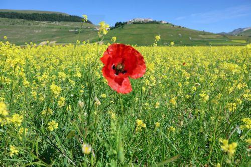epa11417397 A general view of the blossoming fields around the village of Castelluccio di Norcia, Umbria region, Italy, 17 June 2024, offering a breathtaking flowering landscape. The flowering of lentils on the highlands of the Sibillini Mountains National Park is considered unique in the world. Visitors on 25-26 June, on 02 and 03 as well as on 09 and 10...