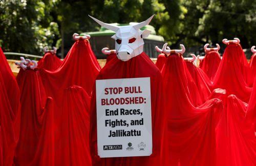 epa11627985 Activists from the People for the Ethical Treatment of Animals (PETA) India stage a protest in New Delhi, India, 27 September 2024. Dozens of activists dressed in 'blood red' veils and wearing horns demonstrated to demand an end to violence against animals in events such as races, fights and jallikattu.  EPA/HARISH TYAGI