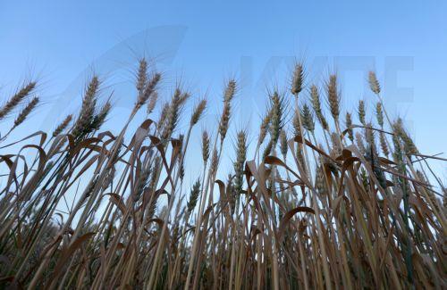 epa11659318 Close-up view of wheat ears at a field shortly before the harvest season in Sana'a, Yemen, 14 October 2024. Reduced rainfall in October across various areas of Yemen can hinder crop maturation, delay harvests, or result in lower-quality yields, including wheat and vegetables, as the Arab country's agricultural sector is still undeveloped,...