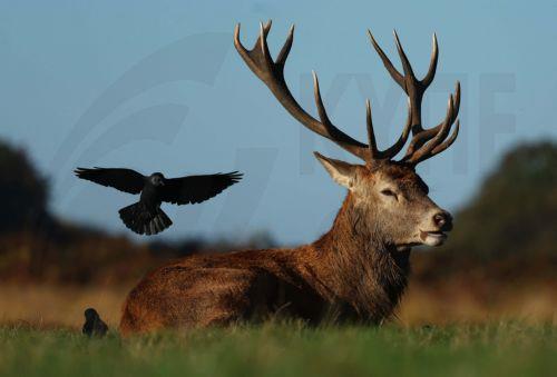 epa11679525 A bird lands on a stag in Richmond Park in London, Britain, 24 October 2024. Richmond Park is a National Nature Reserve and home to over 630 red and fallow deer who have been roaming freely since 1637.  EPA/NEIL HALL