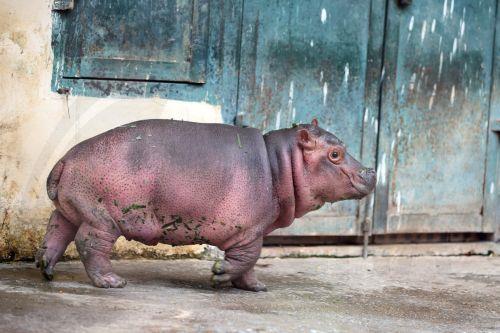 epa11689906 A three-month-old baby hippo walks at the Hanoi Zoo in Hanoi, Vietnam, 29 October 2024. According to Nguyen Cong Nghiep, Deputy General Director of Hanoi Zoo Company, the mother hippo was pregnant before being transferred from Dai Nam Zoo in 2023. The baby hippo was born on 23 July 2024, and this was the first time a hippo gave birth at the...
