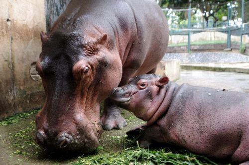 epa11689905 A hippopotamus eats grass next to her three-month-old baby hippo at the Hanoi Zoo in Hanoi, Vietnam, 29 October 2024. According to Nguyen Cong Nghiep, Deputy General Director of Hanoi Zoo Company, the mother hippo was pregnant before being transferred from Dai Nam Zoo in 2023. The baby hippo was born on 23 July 2024, and this was the first time...
