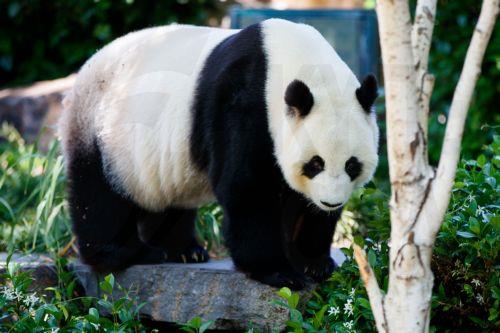epa11717588 Giant panda Fu Ni walks in their enclosure at Adelaide Zoo in Adelaide, Australia, 13 November 2024. Giant pandas Wang Wang and Fu Ni, who have called Adelaide Zoo home for 15 years, will to return to China to continue conservation efforts.  EPA/MATT TURNER AUSTRALIA AND NEW ZEALAND OUT