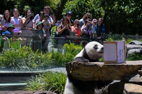 epa11717590 Giant panda Wang Wang interacts with a box of treats and farewell notes from local children at Adelaide Zoo in Adelaide, Australia, 13 November 2024. Giant pandas Wang Wang and Fu Ni, who have called Adelaide Zoo home for 15 years, will to return to China to continue conservation efforts.  EPA/MATT TURNER AUSTRALIA AND NEW ZEALAND OUT