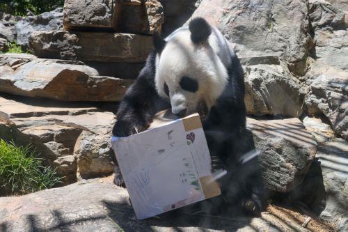 epa11717591 Giant panda Wang Wang interacts with a box of treats and farewell notes from local children at Adelaide Zoo in Adelaide, Australia, 13 November 2024. Giant pandas Wang Wang and Fu Ni, who have called Adelaide Zoo home for 15 years, will to return to China to continue conservation efforts.  EPA/MATT TURNER AUSTRALIA AND NEW ZEALAND OUT