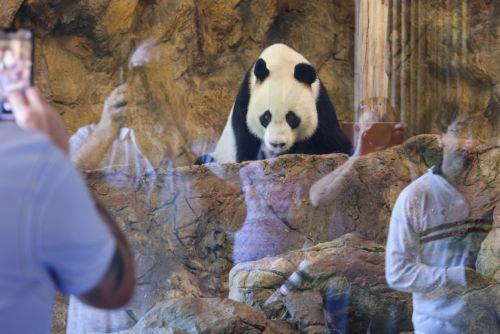 epa11717594 Giant panda Wang Wang looks on from their enclosure at Adelaide Zoo in Adelaide, Australia, 13 November 2024. Giant pandas Wang Wang and Fu Ni, who have called Adelaide Zoo home for 15 years, will to return to China to continue conservation efforts.  EPA/MATT TURNER AUSTRALIA AND NEW ZEALAND OUT
