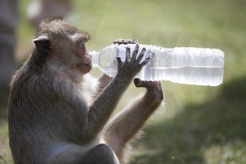 epa11737711 A monkey drinks water from a plastic bottle stolen from a tourist during the annual Monkey Banquet at Phra Prang Sam Yod ancient temple in Lopburi, some 180km from Bangkok, central Thailand, 24 November 2024. The annual gala has been organized since 1989 by Lopburi's entrepreneur Yongyuth Kitwatananusont, offering all-you-can-eat fruits,...