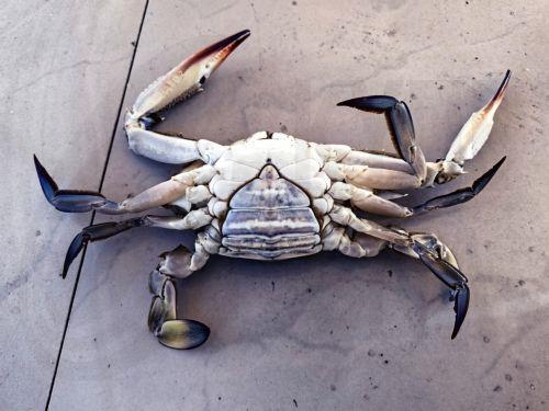 Τα δίκτυα του ψαρά κ. Ιορδάνη από την Νέα Κίο Αργολίδας, έπιασαν  μπλε καβούρια  στον Αργολικό κόλπο, Δευτέρα 27 Ιανουαρίου 2025. Τα μπλε καβούρια έχουν κάνει την εμφάνισή τους στην Ελλάδα τα τελευταία τρία χρόνια. Πρώτη εμφάνισή τους έγινε στην Κέρκυρα το 2019 προερχόμενα από Ιταλία γι αυτό και οι κερκυραίοι ονόμασαν τον μπλε κάβουρα «Ιταλό». Πρόκειται για...