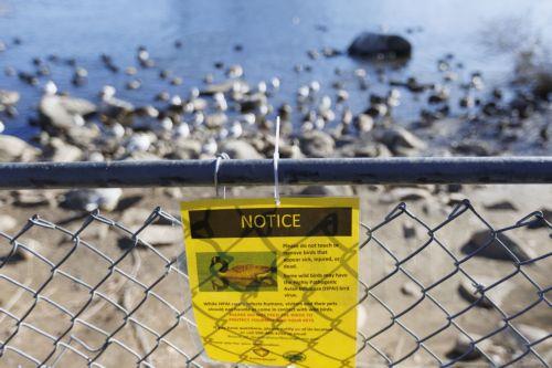 epa11859273 Signage warns passers-by not to touch or move dead waterfowl at Hagar Pond in Marlborough, Massachusetts, USA, 28 January 2025. Several dead birds have been collected from the pond and although a recent outbreak of avian flu, H5n1, has been detected in Massachusetts, the CDC has only reported one recent human fatality in 2024.  EPA/CJ GUNTHER