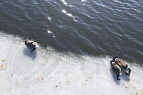 epaselect epa11859272 A photograph made with a drone shows the carcasses of several Canada Geese, Branta canadensis, lying on the ice at Hagar Pond in Marlborough, Massachusetts, USA, 28 January 2025. Several dead birds have been collected from the pond and although a recent outbreak of avian flu, H5n1, has been detected in Massachusetts, the CDC has only...