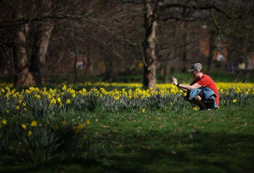epa11989606 A person photographs daffodils in the â€˜Field of Hope,â€™ thousands of daffodils planted to inspire cancer sufferers and survivors at Sefton Park in Liverpool, Britain, 26 March 2025.  EPA/ADAM VAUGHAN