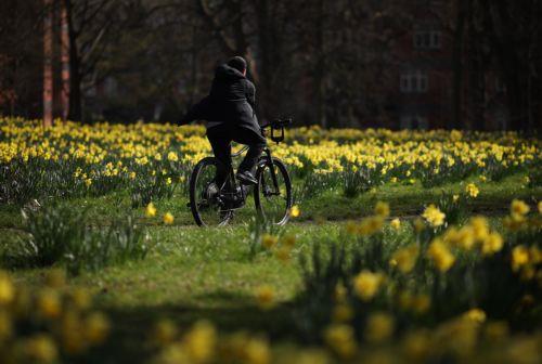 epa11989608 A person cycles past daffodils in the â€˜Field of Hope,â€™ thousands of daffodils planted to inspire cancer sufferers and survivors at Sefton Park in Liverpool, Britain, 26 March 2025.  EPA/ADAM VAUGHAN