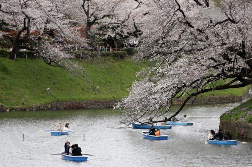 epa12001302 People rowing boats enjoy the view of cherry blossoms in full bloom at Chidorigafuchi Moat in Tokyo, Japan, 31 March 2025. According to data released by the Japan National Tourism Organization (JNTO), the number of foreign visitors to Japan in February was 3,258,100, up 16.9 percent from the same month last year, setting a new record for the...