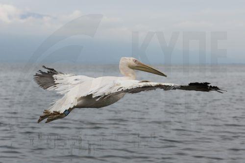 Ροδοπελεκάνος πετά πάνω από τη Λίμνη Κερκίνης μετά την απελευθέρωσή του στο πλαίσιο εκδήλωσης επανένταξης άγριων ζώων, Μεγάλη Δευτέρα 14 Απριλίου 2025. Τη δράση συνδιοργανώνει ο Σύλλογος Περίθαλψης & Προστασίας Άγριων Ζώων «Αλκυόνη» και η «Δράση για την άγρια ζωή» με τη συνδρομή της Μ.Δ. Προστατευόμενων Περιοχών Κεντρικής Μακεδονίας του Ο.ΦΥ.ΠΕ.Κ.Α. και της...